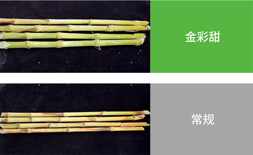 摩登4-妄想照进现实,致力成就将来!